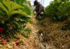 Indonesian fruit-pickers say seasonal work in UK left them drowning in debt | Labour Rights