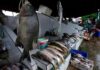 If we want to build a better future, we all need to eat more fish | Environment