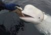 Hvaldimir: Russian ‘spy’ whale found dead in Norway | World News