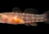 New ‘grumpy’ fish species discovered in the Red Sea | Offbeat News