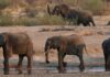 Zimbabwe to cull 200 wild elephants to feed communities facing severe hunger during drought | World News