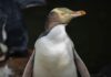 Shy penguin species wins New Zealand’s Bird Of The Year after contest without the controversies of previous years | World News