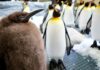 Pesto the penguin chick is abnormally large – and now he’s a social media star | World News