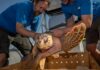 ‘Weak’ turtles washed up on UK shores released back into the sea | UK News