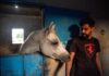 Traumatised horses saved from Israel’s bombs find refuge in Bekaa Valley | Israel attacks Lebanon