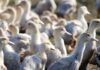 ‘Rare event’: Canada records its first human bird flu case | Health News