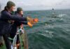 Oysters reintroduced to Firth of Forth appear to be ‘thriving’ | UK News
