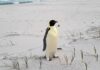 First emperor penguin found in Australia after 2,000-mile journey from Antarctica | World News