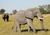 Did toxic algae kill hundreds of elephants in Botswana? | Wildlife News