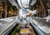 Chinese scientists rush to climate-proof potatoes | Climate Crisis News