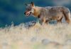 Wolves to lose ‘strictly protected’ status in Europe | Wildlife News
