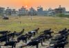 Why Nepal’s Gurkha fighters want to join India’s army again | Military