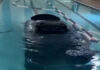 Video: Car pulled from indoor swimming pool in California | Infrastructure