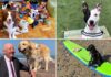 Best dogs of 2024: Good (and bad) boys and girls that made headlines this year | Offbeat News