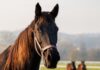 Virus most likely to cause next pandemic ‘could be passed to humans’ from horses, study finds | Science, Climate & Tech News