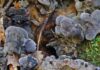 Toothy toadstools and ghost palms among new species named by Royal Botanic Gardens in 2024 | Science, Climate & Tech News