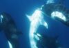 Killer whale pod develops unique technique to hunt world’s largest fish | Science, Climate & Tech News