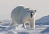 Man in Canada leaps on polar bear to defend wife from attack | World News