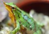 Tiny frogs named after Charles Darwin flown from Chile to London to save them from deadly fungus | Science, Climate & Tech News