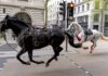 Flooding, the Northern Lights and a milkshake to the face: 2024 in pictures | World News