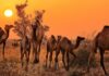 India’s disappearing camels: How a law to save them is wiping them out | Environment News