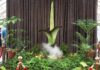 Corpse flower: Plant with ‘deadly’ stench pulls huge crowds for rare bloom in Sydney | Offbeat News