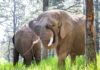 Elephants can’t pursue release because they are not people, court rules | Offbeat News