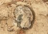 ‘Mysterious balls’ that washed up on Australian beaches contained faecal bacteria | World News