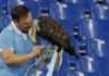 Handler of Lazio eagle mascot sacked for posting photos online of prosthetic penis after choosing to have implant | World News