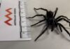Bigger and more venomous species of funnel-web spider discovered in Australia | World News