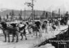 The Alaskan hero dogs who prevented a diphtheria epidemic in 1925 | History
