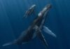 Spanish man crowned Underwater Photographer of the Year for humpback whale image | World News