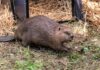 Beavers could help tackle Britain’s rising flooding problems, report finds | Science, Climate & Tech News