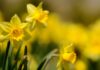 Daffodil hunt launched by Royal Horticultural Society as flower lovers urged to look out for rare varieties | Science, Climate & Tech News