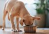 Would your dog eat lab-grown food? Pet treats made from cultivated meat go on sale | UK News