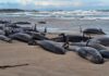 Australia begins euthanising false killer whales after mass stranding in Tasmania | World News