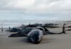 More than 150 false killer whales stranded on remote beach in Tasmania | World News