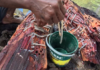 ‘Wormy’ Philippine delicacy could hold key to better human antibiotics