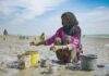 Swallowed by the sea, Pakistan’s Indus delta now threatened by canals | Water News