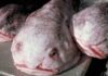 The blobfish: ‘World’s ugliest animal’ named fish of the year in New Zealand | Offbeat News
