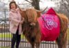 Elaine C Smith grazes cows on Glasgow Green to mark receiving city’s highest honour | UK News