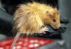 Scientists trying to bring back the woolly mammoth create a woolly mouse | Science, Climate & Tech News