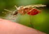 Mosquitoes being genetically modified to kill the malaria parasite they carry | Science, Climate & Tech News