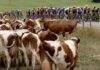 Tour de France shortens stage to avoid diseased cows | World News