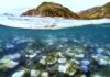 Australia’s Great Barrier Reef hit by record bleaching as oceans warm | Climate Crisis News
