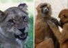 Zoo staff face death threats for feeding baboon remains to lions | World News