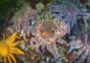 Mystery of what killed billions of starfish solved, say scientists | Science, Climate & Tech News
