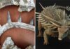 ‘Crazy spikes’, a tail weapon, and bone shields: New fossils reveal dinosaur’s amazing armour | Science, Climate & Tech News