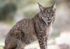 Denmark zoo asks people to donate unwanted pets as food for its predators | World News