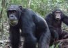 Chimpanzees consume ‘two alcoholic drinks a day’, study says | World News